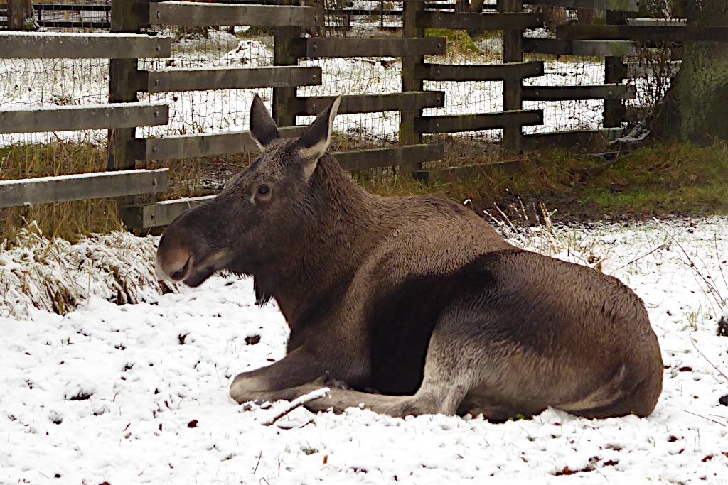 Elch im Wildpark