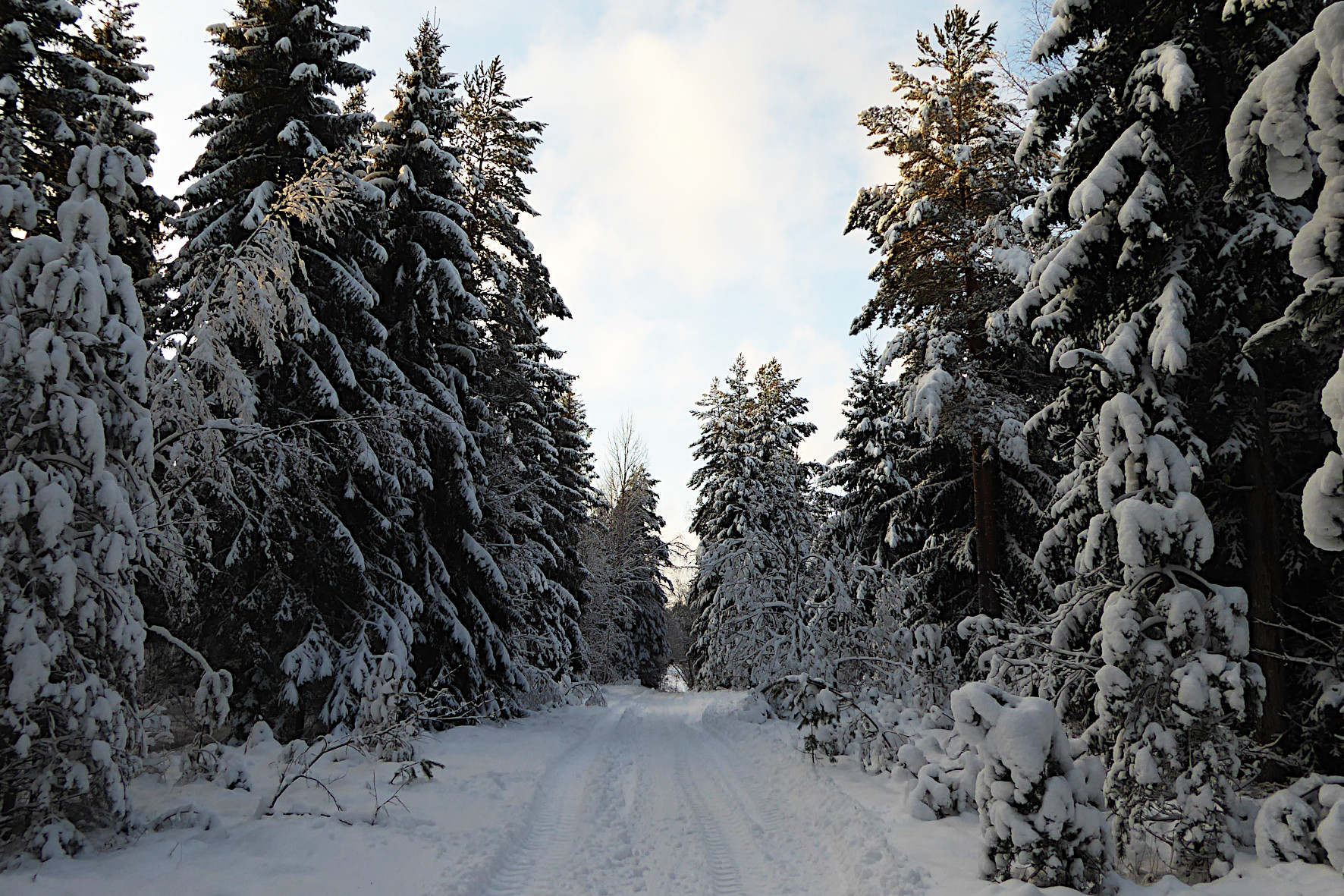 verschneiter Winterwald beim Weihnachtsspaziergang